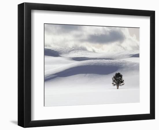 Lodgepole Pine in Snow-George Lepp-Framed Photographic Print