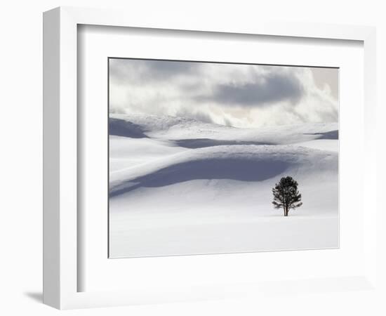 Lodgepole Pine in Snow-George Lepp-Framed Photographic Print