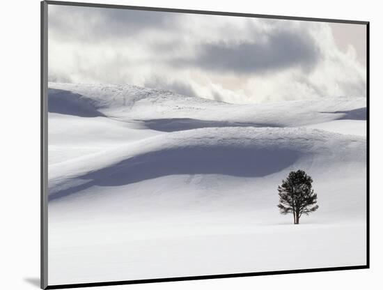 Lodgepole Pine in Snow-George Lepp-Mounted Photographic Print