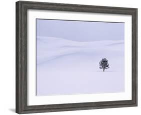 Lodgepole Pine in Snow-George Lepp-Framed Photographic Print