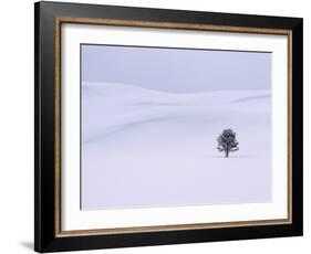 Lodgepole Pine in Snow-George Lepp-Framed Photographic Print