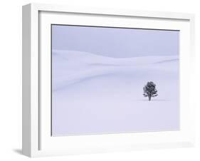 Lodgepole Pine in Snow-George Lepp-Framed Photographic Print
