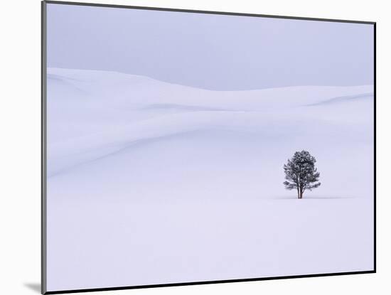 Lodgepole Pine in Snow-George Lepp-Mounted Photographic Print