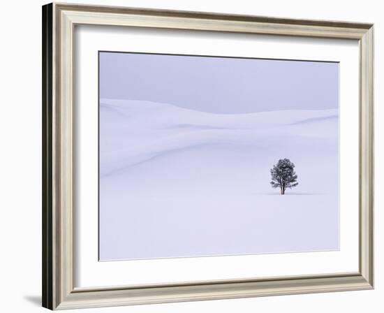 Lodgepole Pine in Snow-George Lepp-Framed Photographic Print