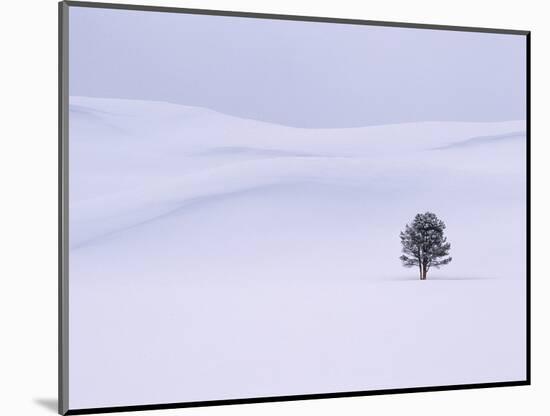 Lodgepole Pine in Snow-George Lepp-Mounted Photographic Print