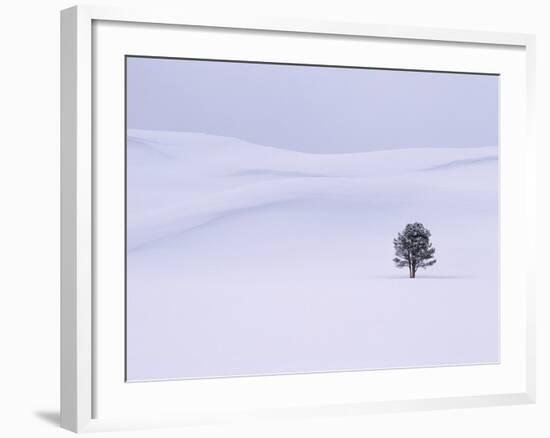 Lodgepole Pine in Snow-George Lepp-Framed Photographic Print