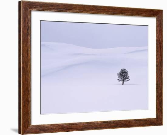 Lodgepole Pine in Snow-George Lepp-Framed Photographic Print