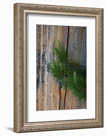 Lodgepole pine, Lakeshore Trail, Colter Bay, Grand Tetons National Park, Wyoming, USA-Roddy Scheer-Framed Photographic Print