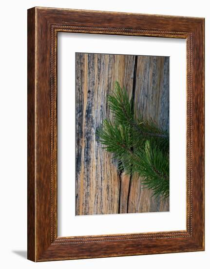 Lodgepole pine, Lakeshore Trail, Colter Bay, Grand Tetons National Park, Wyoming, USA-Roddy Scheer-Framed Photographic Print