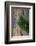 Lodgepole pine, Lakeshore Trail, Colter Bay, Grand Tetons National Park, Wyoming, USA-Roddy Scheer-Framed Photographic Print