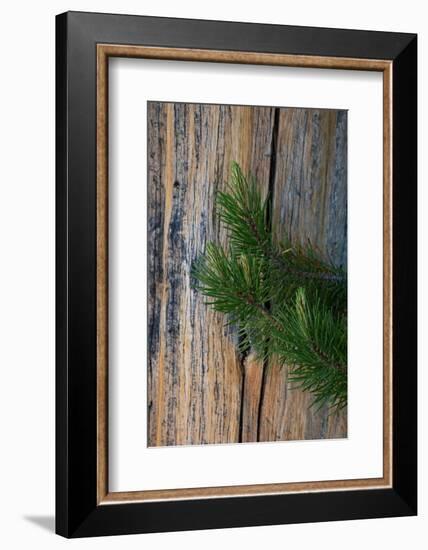 Lodgepole pine, Lakeshore Trail, Colter Bay, Grand Tetons National Park, Wyoming, USA-Roddy Scheer-Framed Photographic Print