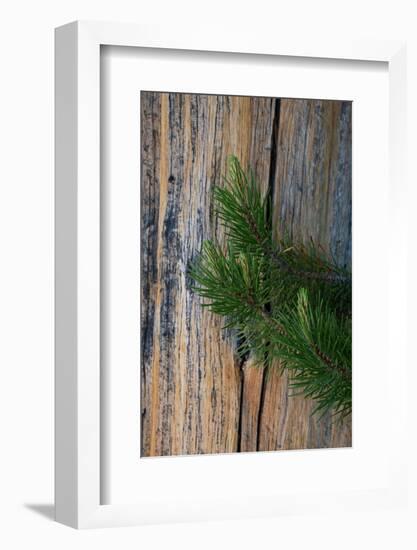 Lodgepole pine, Lakeshore Trail, Colter Bay, Grand Tetons National Park, Wyoming, USA-Roddy Scheer-Framed Photographic Print