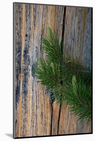 Lodgepole pine, Lakeshore Trail, Colter Bay, Grand Tetons National Park, Wyoming, USA-Roddy Scheer-Mounted Photographic Print