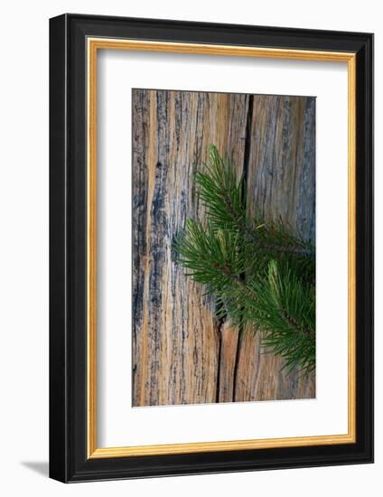 Lodgepole pine, Lakeshore Trail, Colter Bay, Grand Tetons National Park, Wyoming, USA-Roddy Scheer-Framed Photographic Print