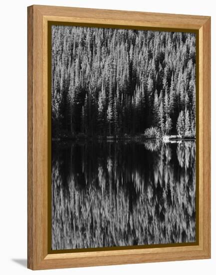 Lodgepole Pines Along Bear Lake, Rocky Mountains National Park, Colorado, USA-Adam Jones-Framed Premier Image Canvas