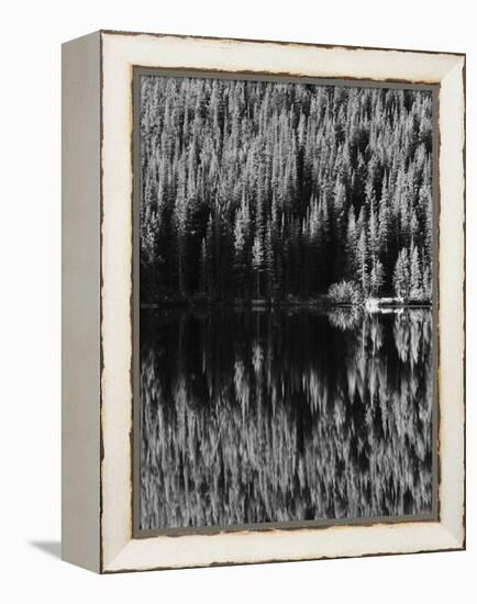 Lodgepole Pines Along Bear Lake, Rocky Mountains National Park, Colorado, USA-Adam Jones-Framed Premier Image Canvas