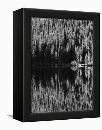 Lodgepole Pines Along Bear Lake, Rocky Mountains National Park, Colorado, USA-Adam Jones-Framed Premier Image Canvas