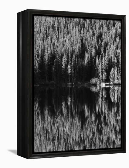 Lodgepole Pines Along Bear Lake, Rocky Mountains National Park, Colorado, USA-Adam Jones-Framed Premier Image Canvas