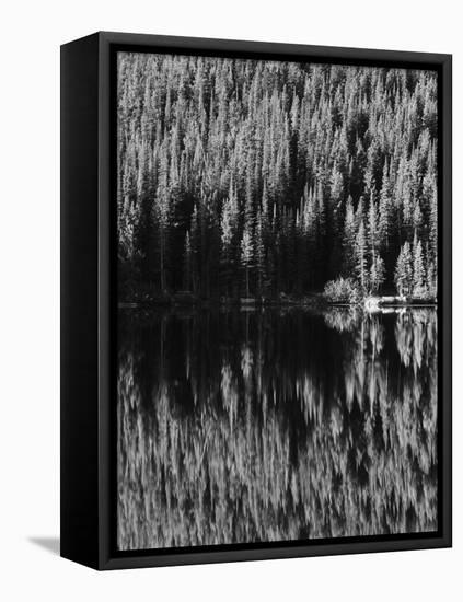 Lodgepole Pines Along Bear Lake, Rocky Mountains National Park, Colorado, USA-Adam Jones-Framed Premier Image Canvas