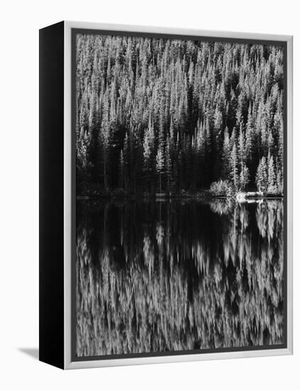 Lodgepole Pines Along Bear Lake, Rocky Mountains National Park, Colorado, USA-Adam Jones-Framed Premier Image Canvas