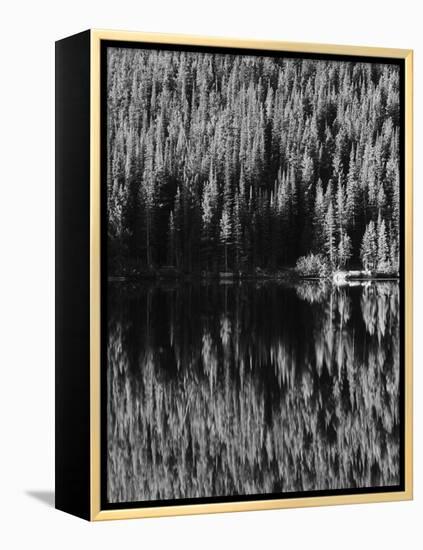 Lodgepole Pines Along Bear Lake, Rocky Mountains National Park, Colorado, USA-Adam Jones-Framed Premier Image Canvas