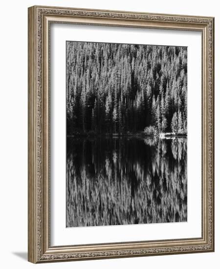 Lodgepole Pines Along Bear Lake, Rocky Mountains National Park, Colorado, USA-Adam Jones-Framed Photographic Print