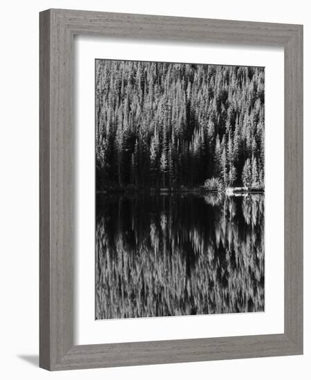 Lodgepole Pines Along Bear Lake, Rocky Mountains National Park, Colorado, USA-Adam Jones-Framed Photographic Print