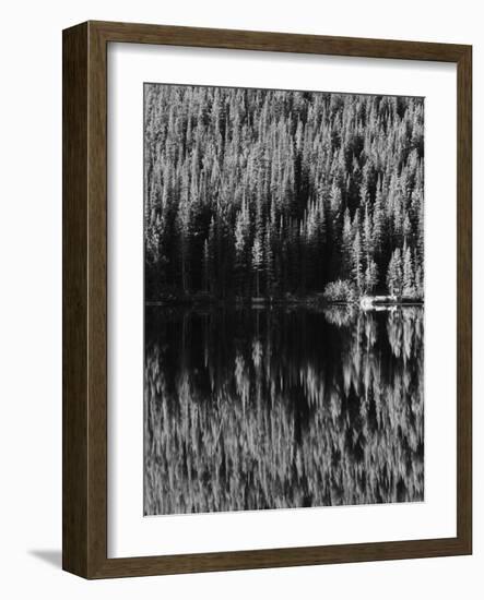 Lodgepole Pines Along Bear Lake, Rocky Mountains National Park, Colorado, USA-Adam Jones-Framed Photographic Print