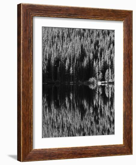 Lodgepole Pines Along Bear Lake, Rocky Mountains National Park, Colorado, USA-Adam Jones-Framed Photographic Print