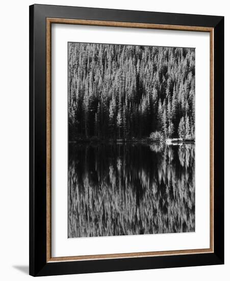 Lodgepole Pines Along Bear Lake, Rocky Mountains National Park, Colorado, USA-Adam Jones-Framed Photographic Print