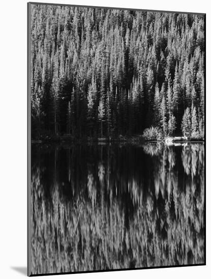 Lodgepole Pines Along Bear Lake, Rocky Mountains National Park, Colorado, USA-Adam Jones-Mounted Photographic Print