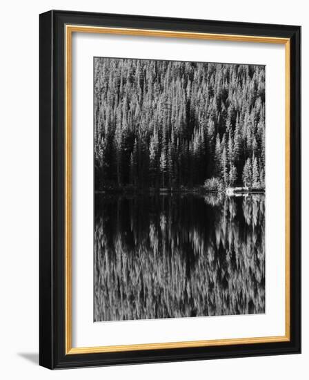 Lodgepole Pines Along Bear Lake, Rocky Mountains National Park, Colorado, USA-Adam Jones-Framed Photographic Print