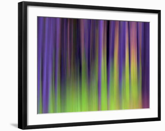 Lodgepoles-Ursula Abresch-Framed Premium Photographic Print