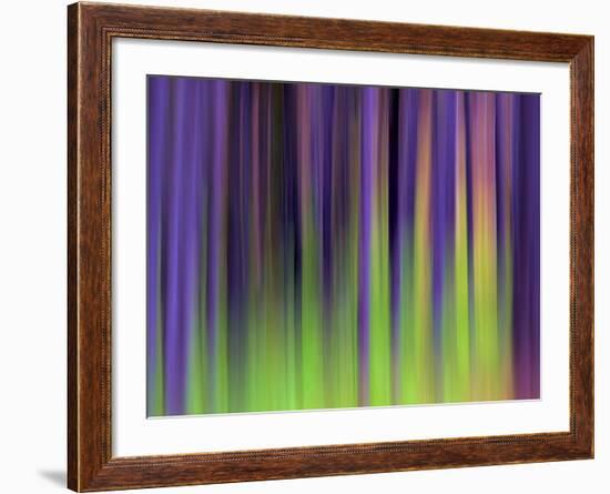 Lodgepoles-Ursula Abresch-Framed Premium Photographic Print