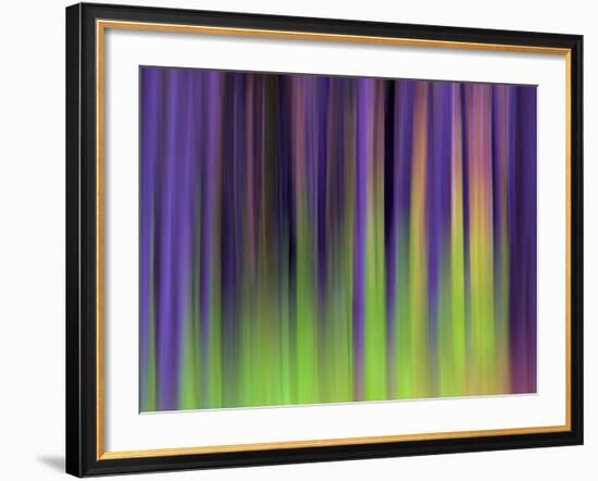 Lodgepoles-Ursula Abresch-Framed Premium Photographic Print