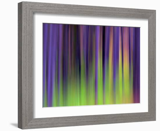 Lodgepoles-Ursula Abresch-Framed Photographic Print