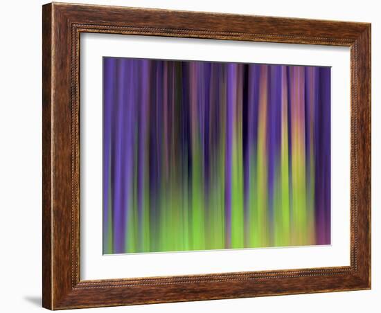 Lodgepoles-Ursula Abresch-Framed Photographic Print