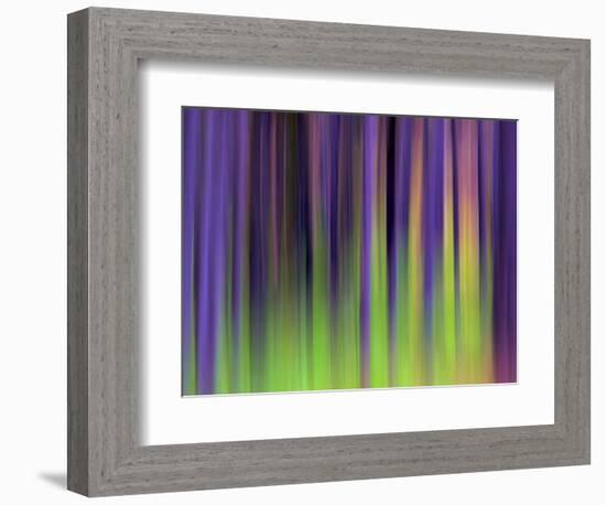 Lodgepoles-Ursula Abresch-Framed Photographic Print