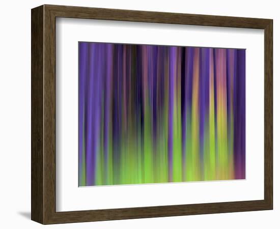 Lodgepoles-Ursula Abresch-Framed Photographic Print