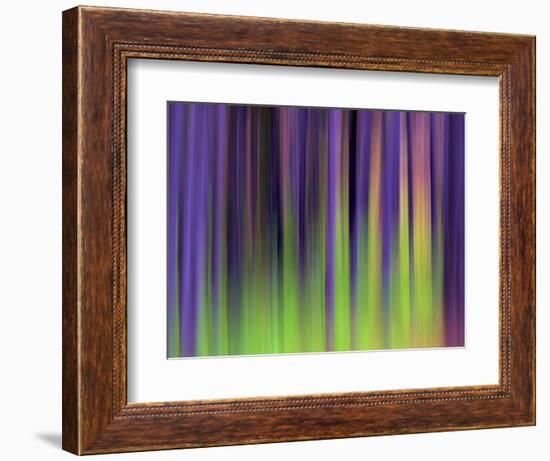 Lodgepoles-Ursula Abresch-Framed Photographic Print