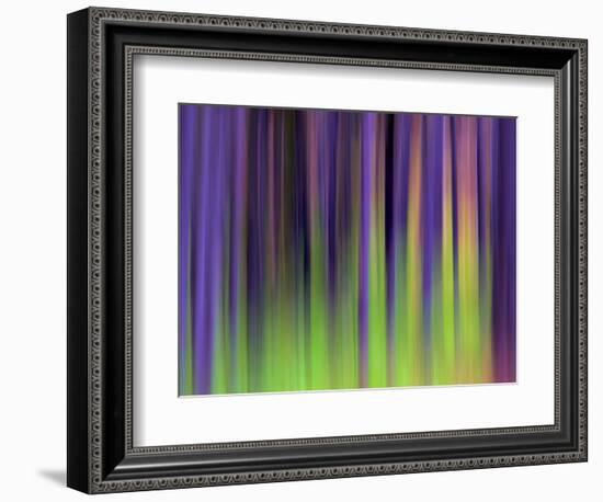 Lodgepoles-Ursula Abresch-Framed Photographic Print