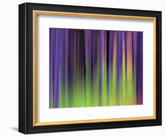 Lodgepoles-Ursula Abresch-Framed Photographic Print