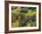 Log Cabin in Fall Colors, Dolores, San Juan National Forest, Colorado, USA-Rolf Nussbaumer-Framed Photographic Print