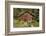 Log Cabin Kantishna, Alaska, Mnt. Denali National Park-null-Framed Photographic Print