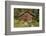 Log Cabin Kantishna, Alaska, Mnt. Denali National Park-null-Framed Photographic Print