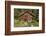 Log Cabin Kantishna, Alaska, Mnt. Denali National Park-null-Framed Photographic Print