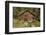 Log Cabin Kantishna, Alaska, Mnt. Denali National Park-null-Framed Photographic Print