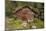 Log Cabin Kantishna, Alaska, Mnt. Denali National Park-null-Mounted Photographic Print