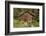 Log Cabin Kantishna, Alaska, Mnt. Denali National Park-null-Framed Photographic Print