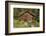 Log Cabin Kantishna, Alaska, Mnt. Denali National Park-null-Framed Photographic Print